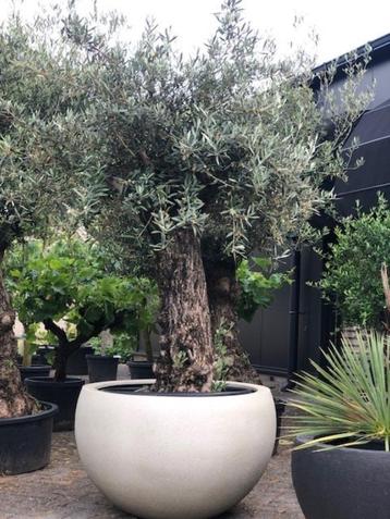 Prachtige olijfbomen met oude stam