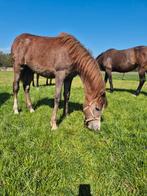 Jaarling arabisch volbloed hengst  D/E maat, Dieren en Toebehoren, Pony's, Hengst, Recreatiepony, 0 tot 2 jaar