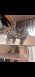 2 broertjes kittens, Kater