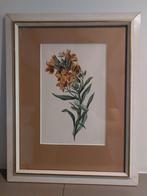 Aquarel Gerardine van de Sande Bakhuyzen - Botanisch, Ophalen of Verzenden