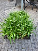 42 stuks Liriope Muscari Monroe White met 25% korting, Ophalen, Zomer, Volle zon