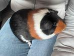 Lieve vrouwtjes cavia, Dieren en Toebehoren, Cavia, Augustus, Vrouwelijk, Tam