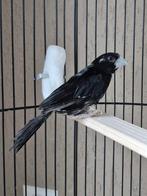 Twa Twa met beperking en met evt een kooi., Mannelijk