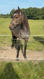 Jaarling merrie, Merrie, Dressuurpaard, 0 tot 2 jaar