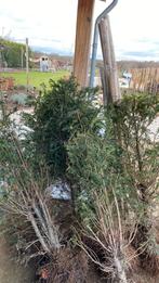 Taxus 6 stuks mooi vol 120 hoog, Ophalen, Bloeit niet, Halfschaduw, Overige soorten