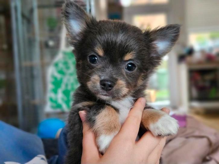 Prachtig langharig chihuahua reutje 18-09, Dieren en Toebehoren, Honden | Chihuahua's en Gezelschapshonden, Reu, Chihuahua, Particulier
