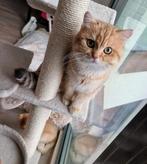 🐈 | Black Golden Shaded | Dek Kater | Britse Korthaar |, Dieren en Toebehoren, 0 tot 2 jaar