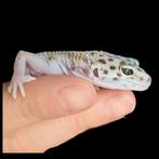 luipaardgekko , leopard gecko , Eublepharis macularius, 0 tot 2 jaar, Tam, Hagedis