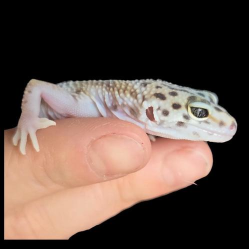 luipaardgekko , leopard gecko , Eublepharis macularius, Dieren en Toebehoren, Reptielen en Amfibieën, Hagedis, 0 tot 2 jaar, Tam