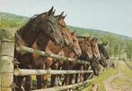 Mooie kaart met Paarden 1972, Verzamelen, Ansichtkaarten | Dieren, Verzenden, 1960 tot 1980, Gelopen, Paard