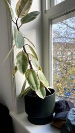 Ficus with pot, Ophalen, Ficus, Halfschaduw, In pot