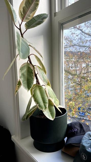 Ficus with pot beschikbaar voor biedingen