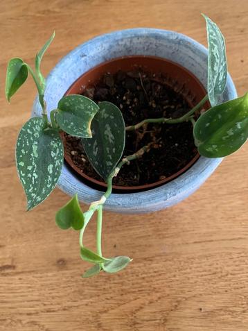 Scindapsus Tricolor Silver Platinum beschikbaar voor biedingen