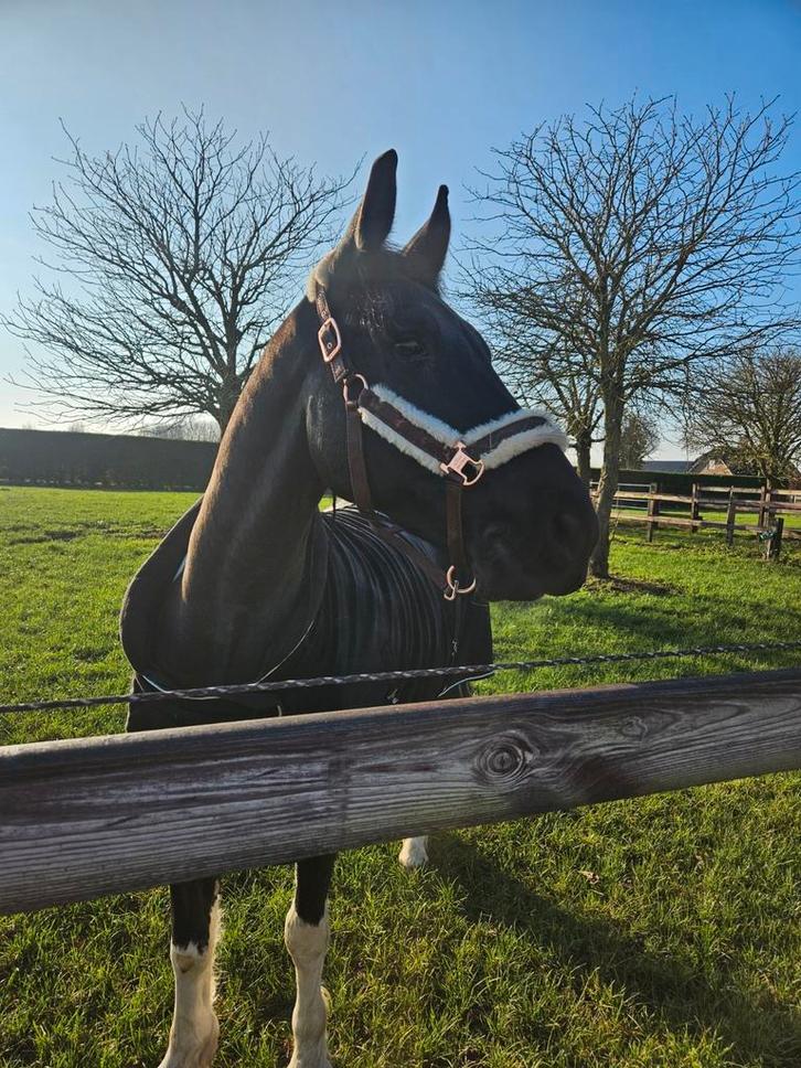 Gezocht pensioenplekje/rusthuis, Dieren en Toebehoren, Stalling en Weidegang
