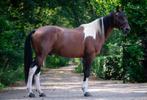 Knappe brave e-pony, Dieren en Toebehoren, Paarden, Ruin, Recreatiepaard