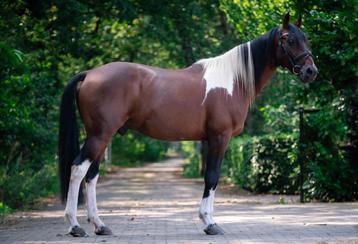 Knappe brave e-pony  beschikbaar voor biedingen