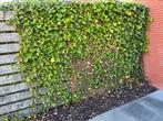 Circa 40 Hedera planten (gesnoeid), Tuin en Terras, Ophalen, Overige soorten, Struik, 100 tot 250 cm