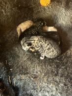Hele lieve sociale kittens, Dieren en Toebehoren