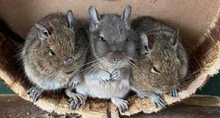 Lieve erg tamme degoe’s, Dieren en Toebehoren, Knaagdieren, Mannelijk, Overige typen, December, Tam