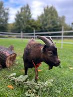 Gecastreerde bok te koop, Dieren en Toebehoren, Mannelijk, Geit