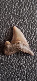 Fossiele haaientand Auriculatis - Cadzand, Ophalen of Verzenden, Fossiel