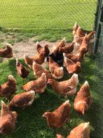 Jonge hennen legkippen lohman Brown en witte leghennen 18 w, Dieren en Toebehoren, Pluimvee, Vrouwelijk, Kip