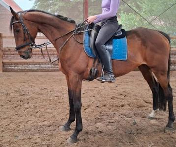 Superbrave 9 jr ruin van ca 1,66 mtr(recr-manege-sport ) beschikbaar voor biedingen