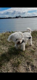 Oppas aangeboden kleine hondjes, Oppas