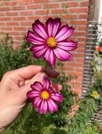 Cosmea Tip-Top zaden, Ophalen of Verzenden, Voorjaar, Volle zon, Zaad