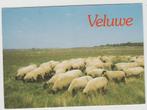 Veluwe Schapen Schaapskudde, Verzenden, 1980 tot heden, Gelopen, Gelderland