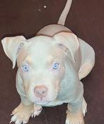 Americanbully Standaard pupps, Dieren en Toebehoren, Honden | Bulldogs, Pinschers en Molossers, Parvo, 8 tot 15 weken, Bulldog