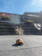 Schildpad Sulcata, Dieren en Toebehoren, Reptielen en Amfibieën, Schildpad, Met terrarium, 0 tot 2 jaar