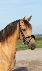 Drachtige PRE merrie uit 2022, Dieren en Toebehoren, Paarden, Merrie, Gechipt, Dressuurpaard, Zadelmak