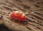 Ardentiella scarlet