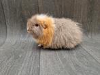 Cavia ch-teddy beer, Dieren en Toebehoren, Knaagdieren, Cavia, Augustus, Mannelijk, Tam