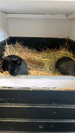 Dwergkonijntje, Dieren en Toebehoren, Mannelijk, Dwerg