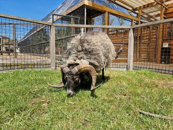 Dekram Ouessantschaap huren | Verschillende kleuren beschikbaar voor biedingen