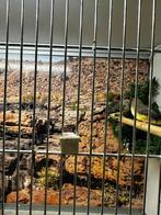 Tijgervinken, Dieren en Toebehoren, Vogels | Overige Vogels, Meerdere dieren, Tropenvogel