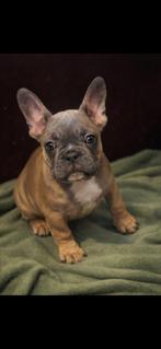 Franse bulldog pups, Parvo, 8 tot 15 weken, Bulldog, Meerdere
