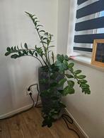 Plant (Emerald palm) met 2 potten, Ophalen of Verzenden, Halfschaduw, Minder dan 100 cm
