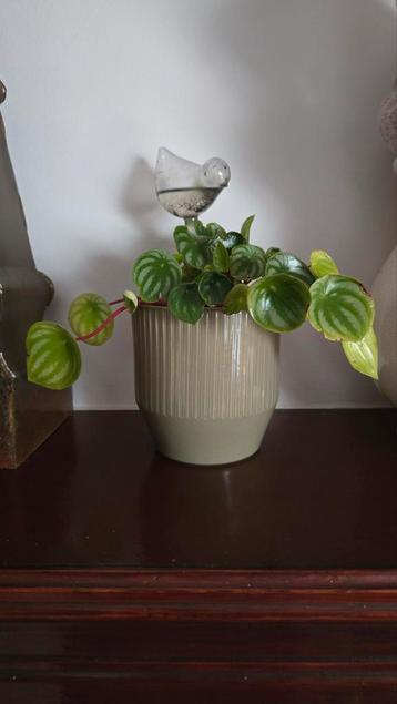 Watermelon Peperomia with Decorative Pot beschikbaar voor biedingen