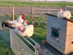 Sierkip  kip sussex columbia, Dieren en Toebehoren, Ophalen of Verzenden, Zo goed als nieuw, Kippenhok of Kippenren