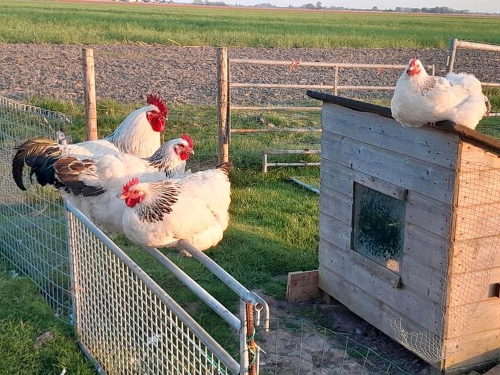 Sierkip  kip sussex columbia, Dieren en Toebehoren, Pluimvee | Toebehoren, Zo goed als nieuw, Kippenhok of Kippenren, Ophalen of Verzenden