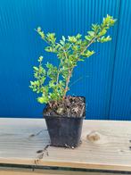 Buxuskamperfoelie te koop, Ophalen, Zomer, Volle zon