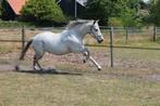 Lieve spaanse ruin zie omschrijving, Dieren en Toebehoren, Ruin, Recreatiepaard