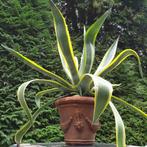Cactus agave plant groot in terracotta pot, Volle zon, Vaste plant, Bloeit niet, Ophalen