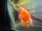 Vissen : Papegaai cichliden blood red parrot, Dieren en Toebehoren, Vis