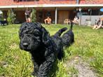 Pinkster labradoodle pups, mogen dit weekend direct mee, Dieren en Toebehoren, Honden | Retrievers, Spaniëls en Waterhonden, Overige rassen
