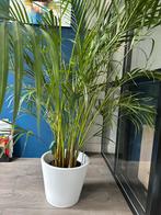 Areca Dypsis kamerplant - 1,5m hoog, Vaste plant, Bloeit niet, Halfschaduw, Ophalen