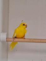 Lutino eleganten, Meerdere dieren, Tropenvogel